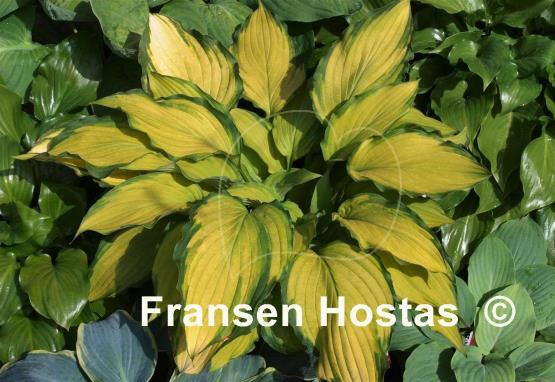 Hosta Lady Guinevere